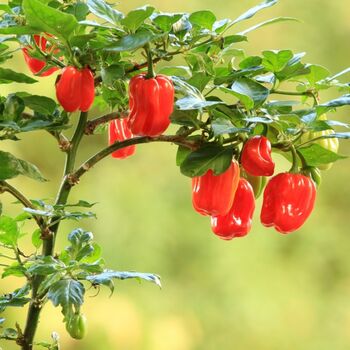 Chilli Plants 'Scotch Bonnet Red' 2x Plants 9cm Pots, 2 of 9