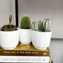Set Of Three Small Cactus In Pot Pick Your Colour Pots, thumbnail 4 of 9