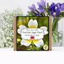 Gardening Gift. Poached Egg Flowers Kit, thumbnail 1 of 4