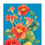 A4 Summer Flowers Print, thumbnail 2 of 2