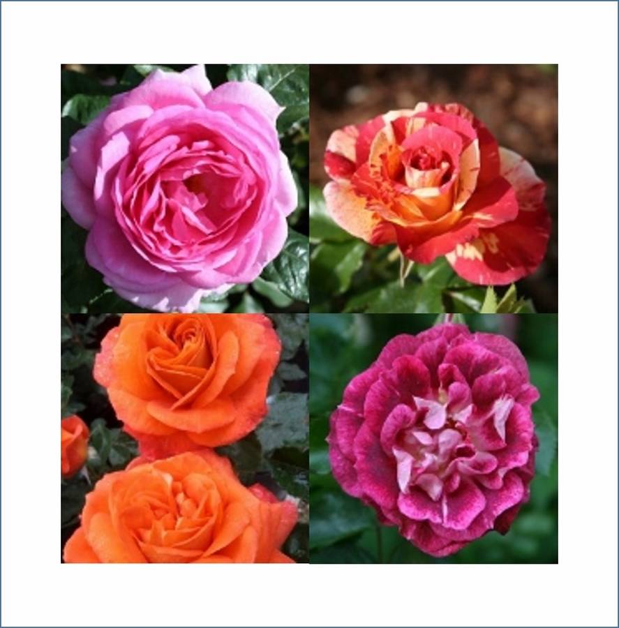 english rose garden by rocket gardens | notonthehighstreet.com