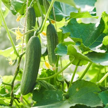 Cucumber 'Tribute' Three Plug Plant Pack, 6 of 6