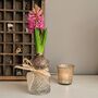 Fresh Hyacinth Bulb In Glass Vase, thumbnail 3 of 4