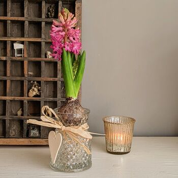 Fresh Hyacinth Bulb In Glass Vase, 3 of 4