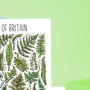 Ferns Of Britain Greeting Card, thumbnail 4 of 7