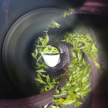 Solar White Loose Leaf Tea, 5 of 7