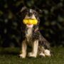 Solar Light Garden Dog Ornament With Tennis Balls LED, thumbnail 8 of 9