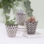 Set Of Three Mini Planters With Choice Of Plants, thumbnail 2 of 3