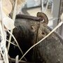 Vintage Fire Bucket Storage / Planter, thumbnail 7 of 7