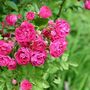 Rose Plants Climbing Rose 'Pink Perpetue', thumbnail 5 of 8