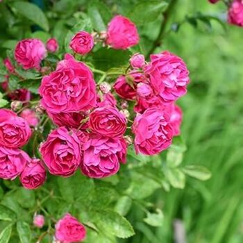 Rose Plants Climbing Rose 'Pink Perpetue', 5 of 8