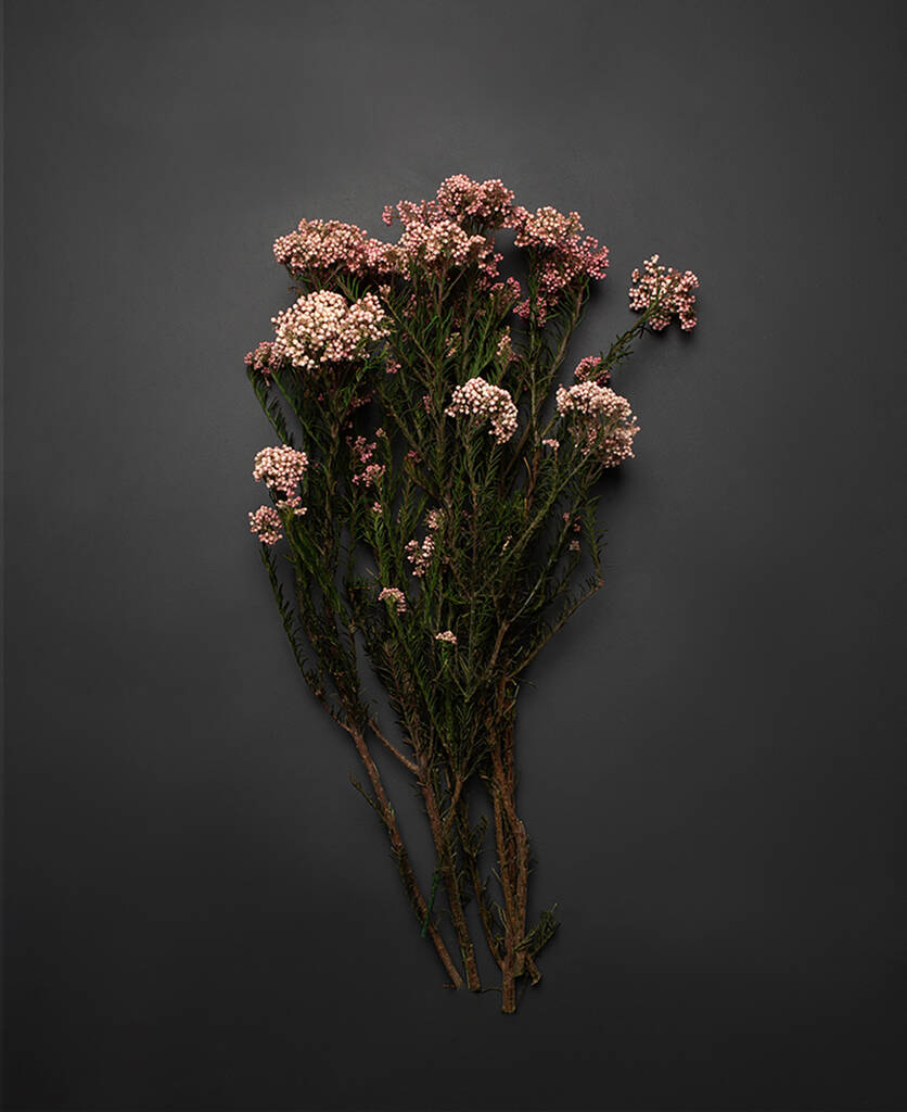 Image of Diosma Pink Bouquet Preserved Flower Stems