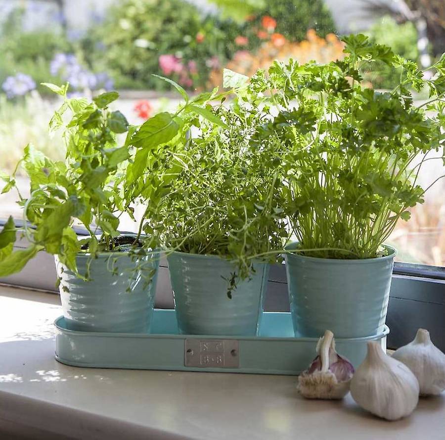 Set Of Three Blue Plant Pots On A Tray By Garden Selections