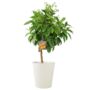 Citrus Orange Tree – 5 L Pot Indoor Fruit Plant, thumbnail 3 of 4
