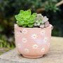 Terracotta Daisy Planter With A Cactus Or Succulent, thumbnail 2 of 3