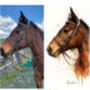 Personalised Dog, Horse And Pet Watercolour Portrait, thumbnail 9 of 12
