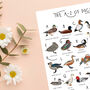 The A To Z Of Ducks Print, thumbnail 5 of 6