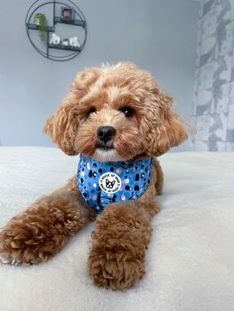 Blue Dot Adjustable Padded Dog Harness, 11 of 12