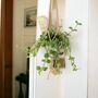 Peperomia Hope Trailing Jade Plant In 12cm Pot, thumbnail 6 of 8