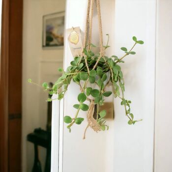 Peperomia Hope Trailing Jade Plant In 12cm Pot, 6 of 8