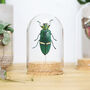 Ivory Banded Emerald Jewel Beetle Bell Jar, thumbnail 1 of 5