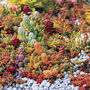 Grow Your Own Vibrant Rock Garden Gift Set, thumbnail 3 of 8