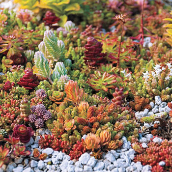 Grow Your Own Vibrant Rock Garden Gift Set, 3 of 8