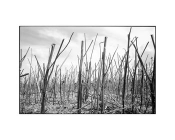 Stubble, Occold, Suffolk Photographic Art Print, 3 of 4