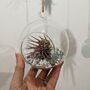 Airplant In Glass Bauble Open Terrarium, thumbnail 7 of 11