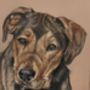 Personalised Pet Portrait Commission, thumbnail 9 of 12