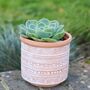 Geometric Print Terracotta Planter With Choice Of Plant, thumbnail 1 of 3