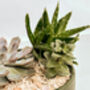 Handmade Diy Succulent Bowl, thumbnail 6 of 7