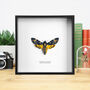 Death's Head Moth Handcrafted Frame, thumbnail 1 of 4