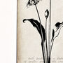 Wild Garlic Fine Art Print Botanical Series, thumbnail 3 of 8