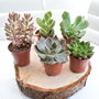 Succulent Mix Five.5cm Pots Surprise Plants, thumbnail 2 of 8