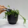 Indoor Houseplant Pruning Snips, thumbnail 3 of 3