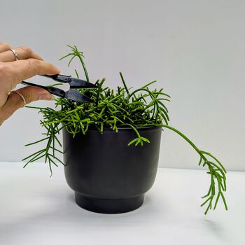Indoor Houseplant Pruning Snips, 3 of 3