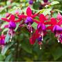 Fuchsia 'Tom Thumb' One Full Plant In A One Litre Pot, thumbnail 5 of 5