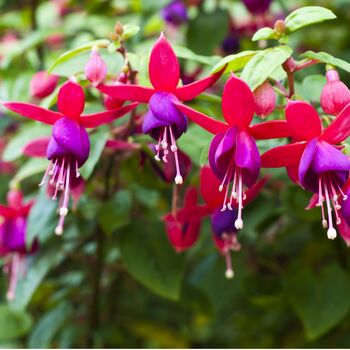 Fuchsia 'Tom Thumb' One Full Plant In A One Litre Pot, 5 of 5