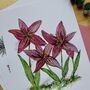 Pink Lily Watercolour A4 Art Print, thumbnail 5 of 5