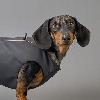 Dachshund Dog Harness Coat, 4 of 11