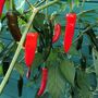 Father’s Day BBQ Garden Seed Kit – Grow Your Own Tomatoes, Chillies And Herbs. Birthday Options Available, thumbnail 9 of 12