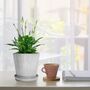 Pack Of Two Stripe Cement Plant Pot With Saucer, thumbnail 2 of 7