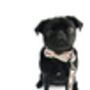 Clifton Rainbow Floral Bow Tie Collar And Lead, thumbnail 6 of 6