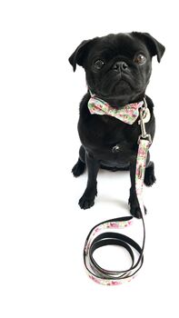 Clifton Rainbow Floral Bow Tie Collar And Lead, 6 of 6