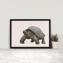 Galapagos Giant Tortoise By Ben Rothery Illustrator ...