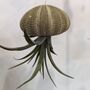 Jellyfish Floating Airplant Gift For Plant Lover, thumbnail 3 of 8