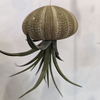 Jellyfish Floating Airplant Gift For Plant Lover, 3 of 8