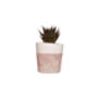 Set Of Three White Concrete Pots W/Cacti And Succulents, thumbnail 7 of 7