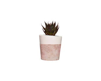 Set Of Three White Concrete Pots W/Cacti And Succulents, 7 of 7